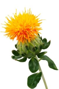 Safflower Oil - GMO or non-GMO?