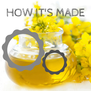 how-canola-oil-is-made