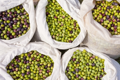 Olives for Olive Pomace Oil