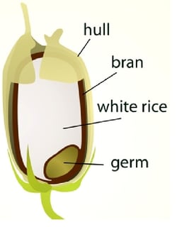 Rice Bran Graphic