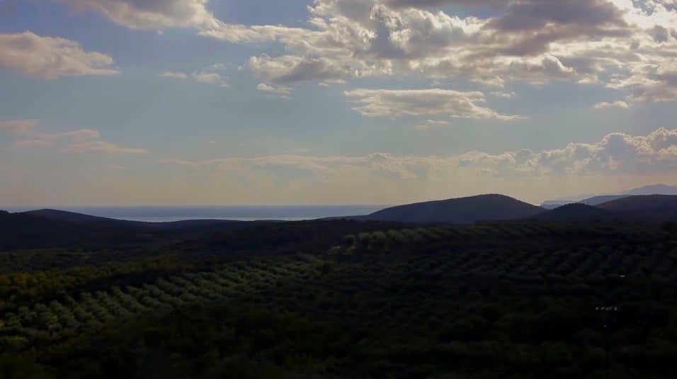 Olive Oil Fields Video