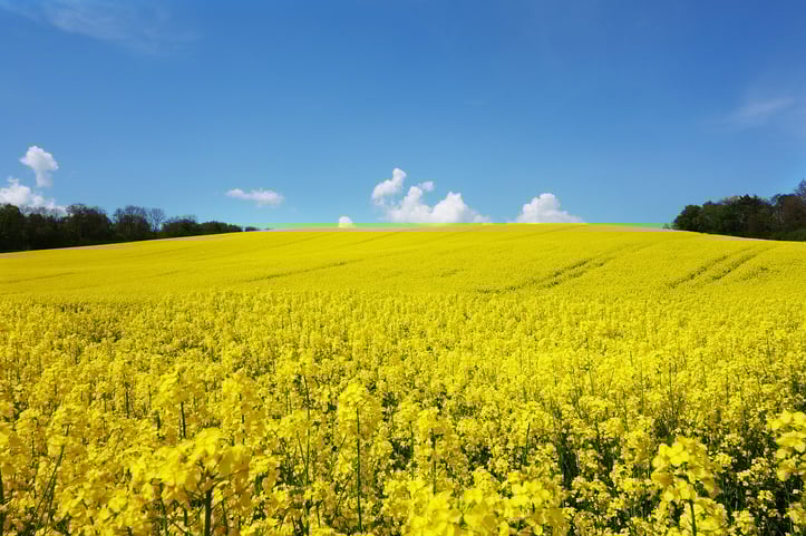 Organic Canola Oil, Expeller Pressed