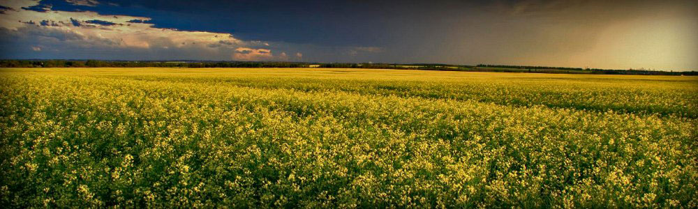 Non-GMO Canola Oil in Bulk