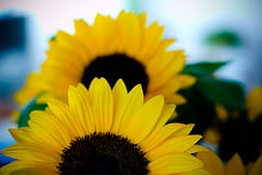 The Difference Between Linoleic, Mid Oleic and High Oleic Sunflower Oil