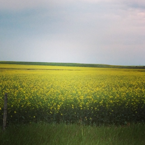 Canola Field in Montana