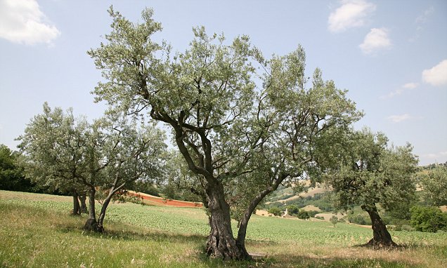 Olive Grove in Mediterranean