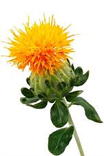 Safflower Oil, 35 Lb. Containers, buy online