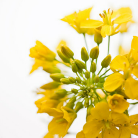 Canola Oil Flower Harvest