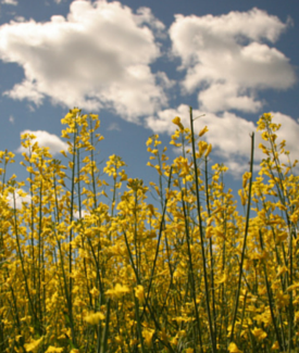 Expeller Pressed Canola Oil vs. Canola Oil