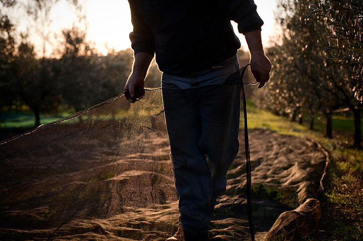 Bad Olive Oil Harvest Leads To Increased Prices