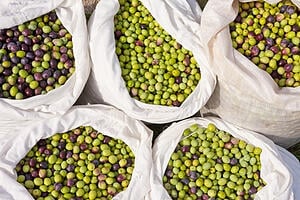 olives-for-pressing-canola