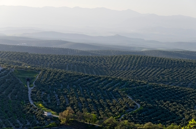 Olive Oil Groves in Spain