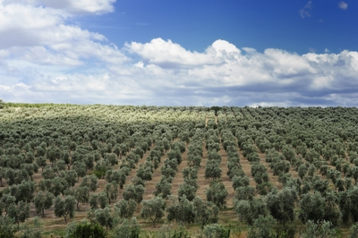 Olive Oil Commodity Market Update - Harvest 2016/17
