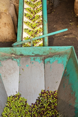 Olive Oil Manufacturing