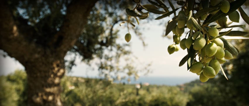 Extra Virgin Olive Oil in Bulk Extra Virgin Olive Oil in Bulk