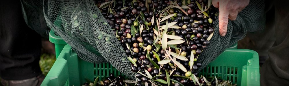 Bulk Olive Oil Manufacturer