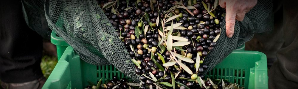 Bulk Olive Oil Manufacturer