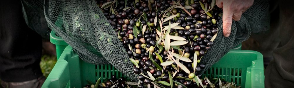 olives-at-harvest.jpg