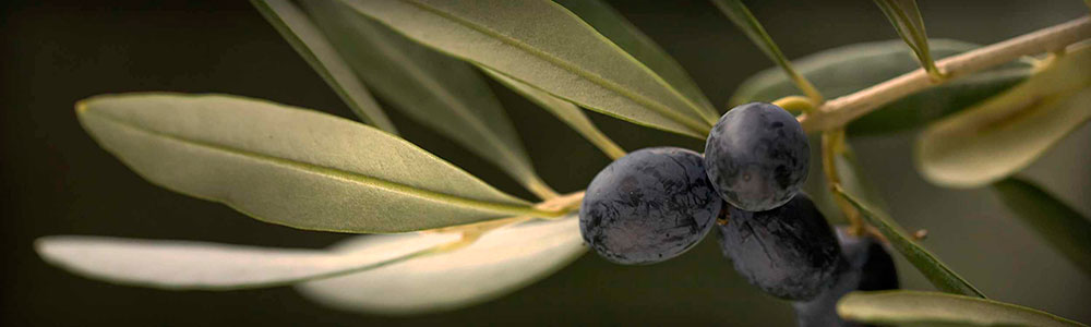 Bulk Olive Oil Producer