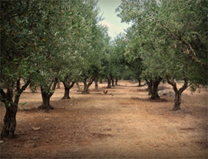 Olive Oil Commodity Market Update 2014/2015 Harvest