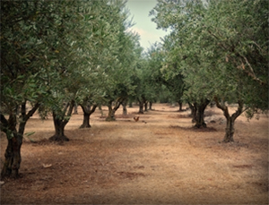Olive Oil Harvest For Contracts