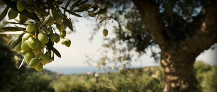 Private Labeled Olive Oil