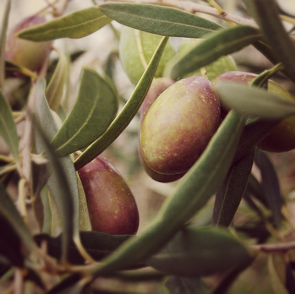 Olives For Olive Pomace Oil