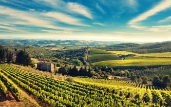 BlogOld-Italian-Olive-Grove-Tuscany2