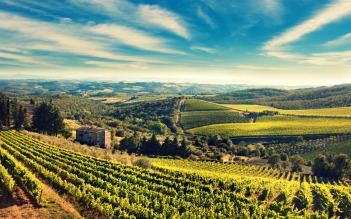 Olive Groves Producing EVOO Flavors