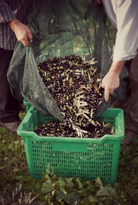 Olive Oil Commodity Harvest