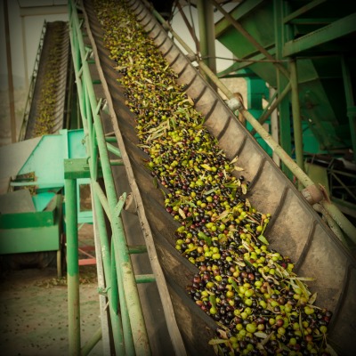 Olive Oil Production