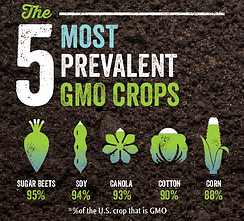 Common GMO Crops for Bulk Oil Ingredients