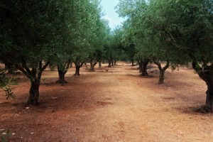 Olive Oil Trees 