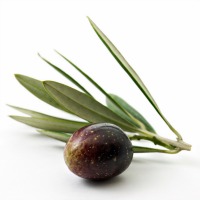 Olive-with-white-background