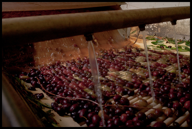 Olive Production EVOO Washing