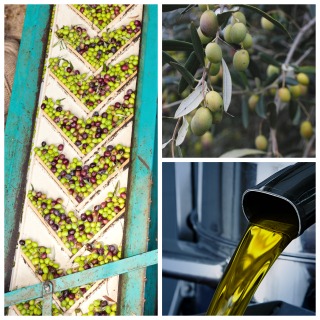 Summer 2014 Olive Oil Commodity Market Update