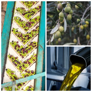 Summer 2014 Olive Oil Commodity Market Update Summer 2014 Olive Oil Commodity Market Update