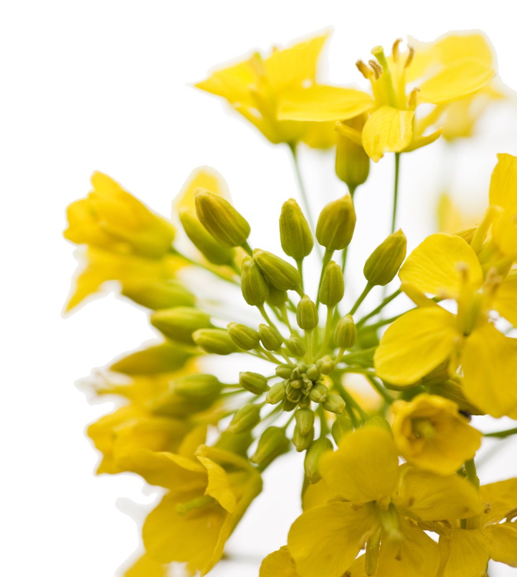 Non-GMO Canola Oil 35 Lb. Container | Centra Foods | Order Bulk