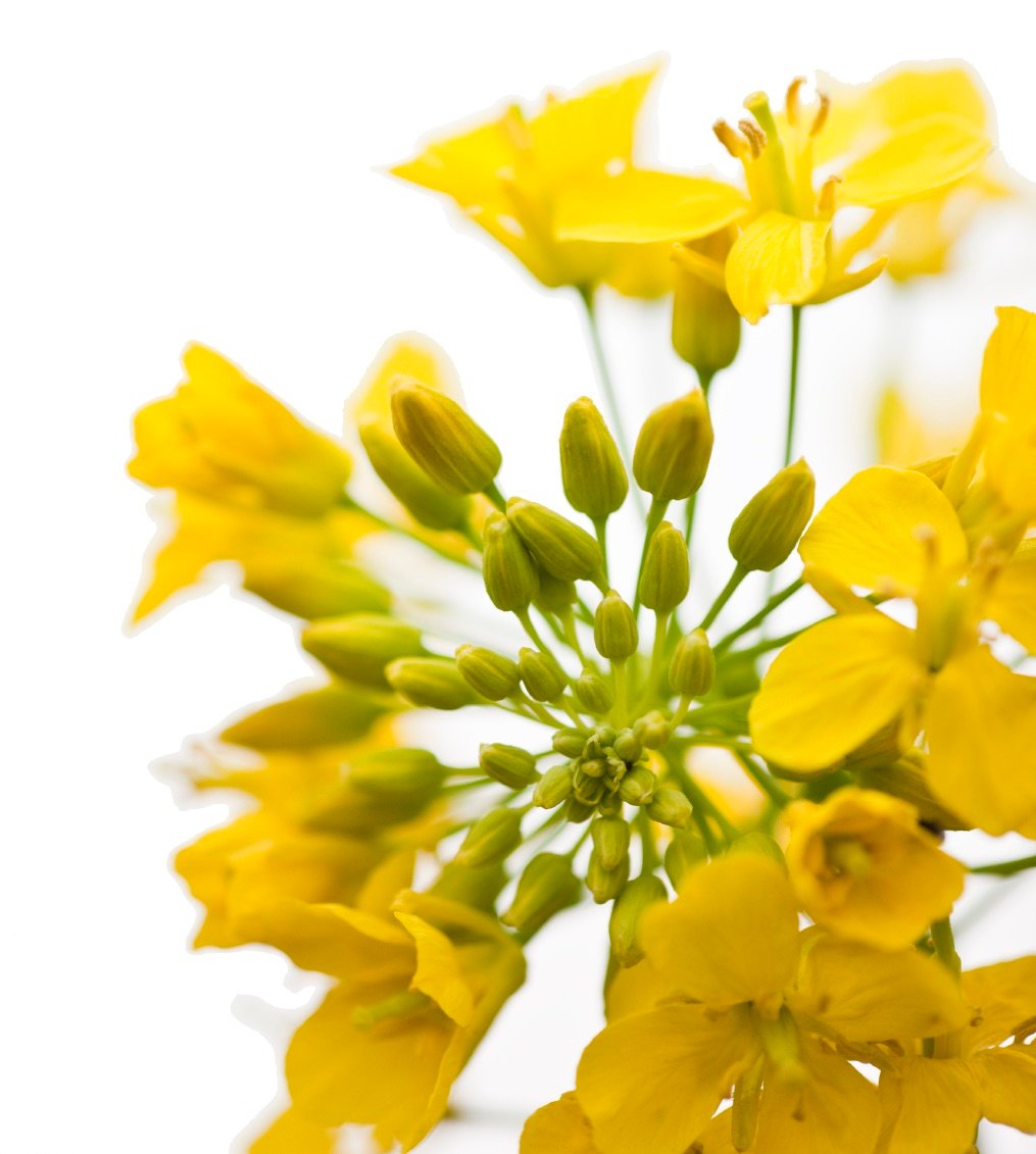 NonGMO Canola Oil 35 Lb. Container Centra Foods Order Bulk