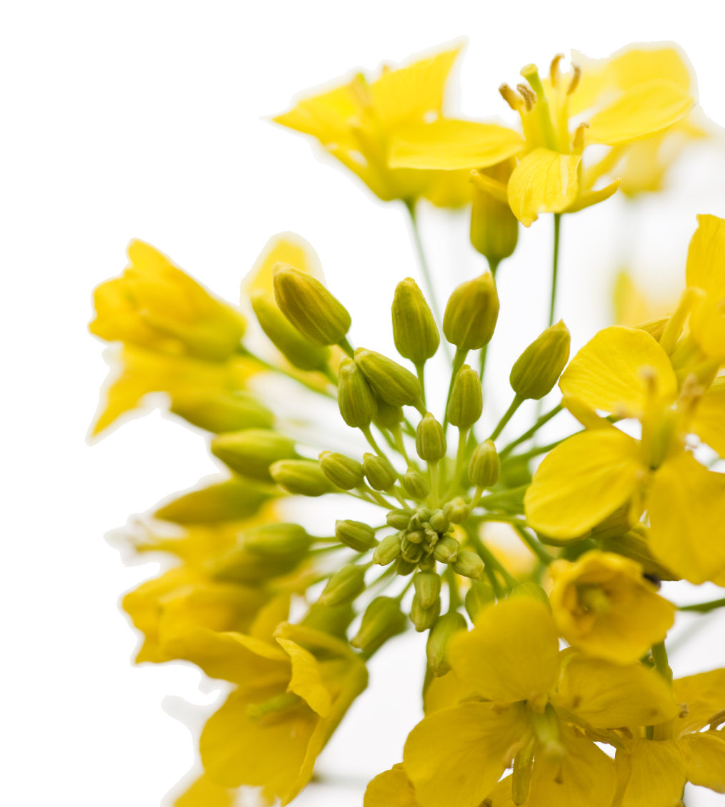 Canola Oil 275 Gallon Totes Centra Foods Order Bulk