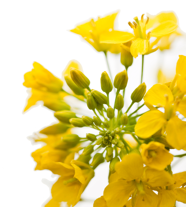 canola-flower-labels