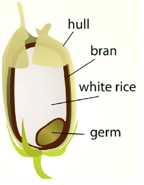 Rice Bran Oil