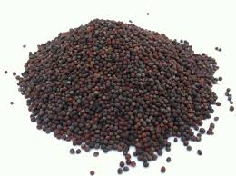 Organic Canola Seeds - Expeller Pressed