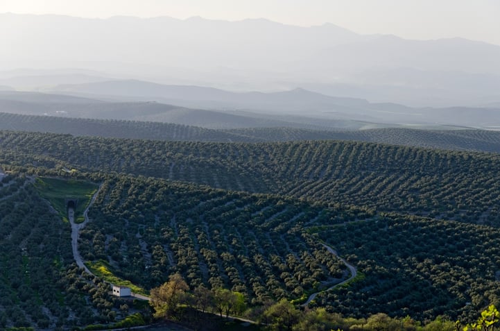 olive-grove-spain.jpg