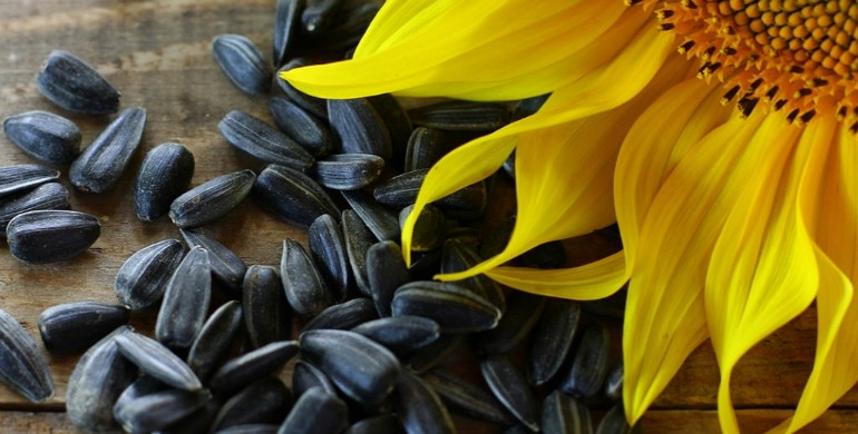 Organic Sunflower Oil