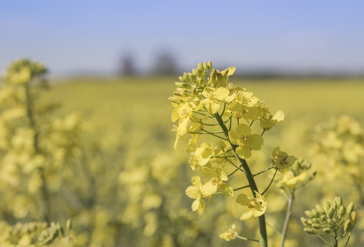 Canola Flower In Field - Non-GMO Canola Oil
