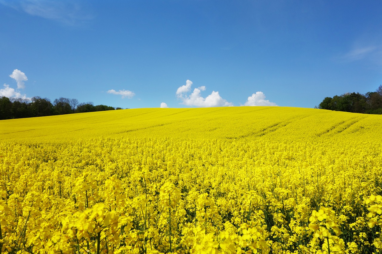 High Oleic Canola Oil