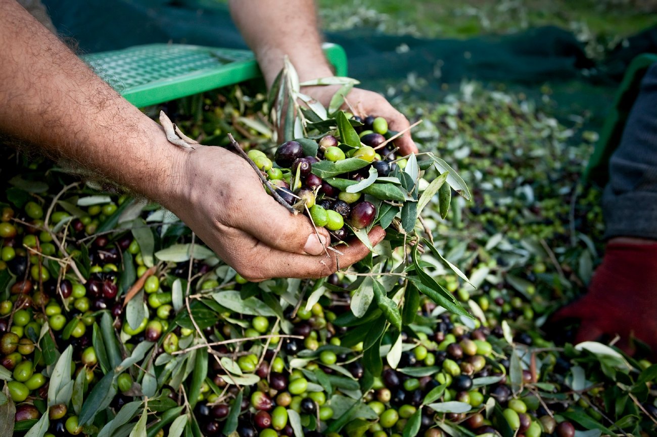 Olives At Harvest - Different Ripeness