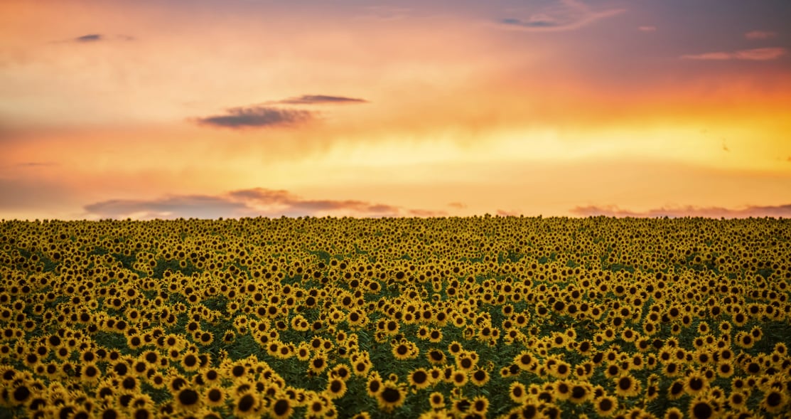 sunflower-field.jpg