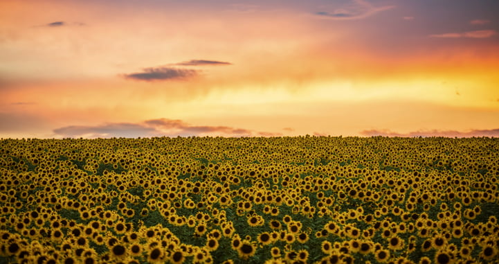 Sunflower Oil - High Oleic - Field